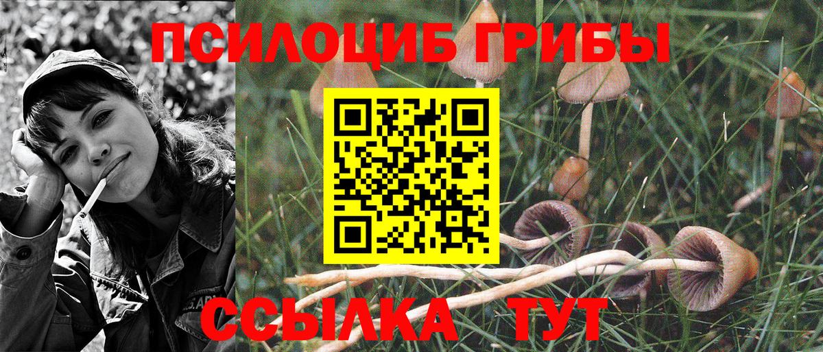 Элиста  дарнет шоп  Вход с VPN  Галлюциногенные грибы Psilocybine cubensis 